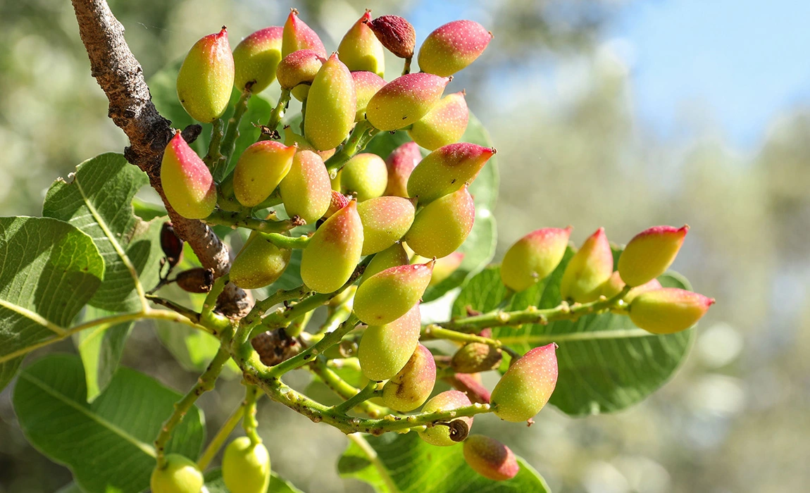 Nature Commodities Nature Commodities